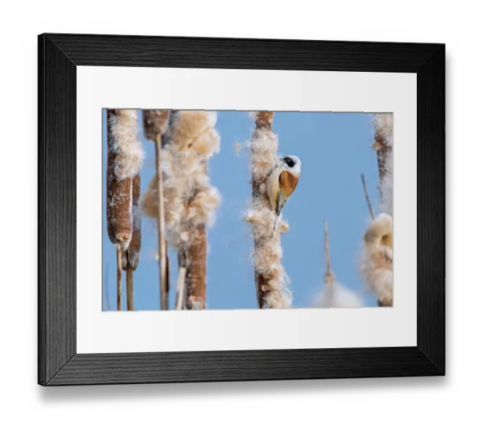Framed Print : Eurasian penduline tit (Remiz pendulinus) looking for insects in seedhead of Common bulrush (Typha latifolia) in reedbed, Flanders, Belgium. February Framed Print : Eurasian penduline tit (Remiz pendulinus) looking for insects in seedhead of Common bulrush (Typha latifolia) in reedbed, Flanders, Belgium. February
