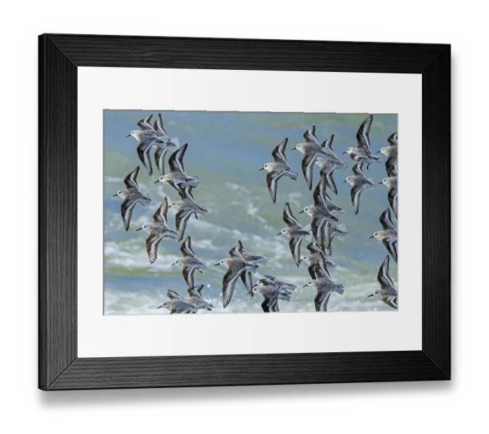 Framed Print : Sanderlings (Calidris alba) flock in flight over stormy sea, Zeeland, Netherlands, North Sea. March Framed Print : Sanderlings (Calidris alba) flock in flight over stormy sea, Zeeland, Netherlands, North Sea. March