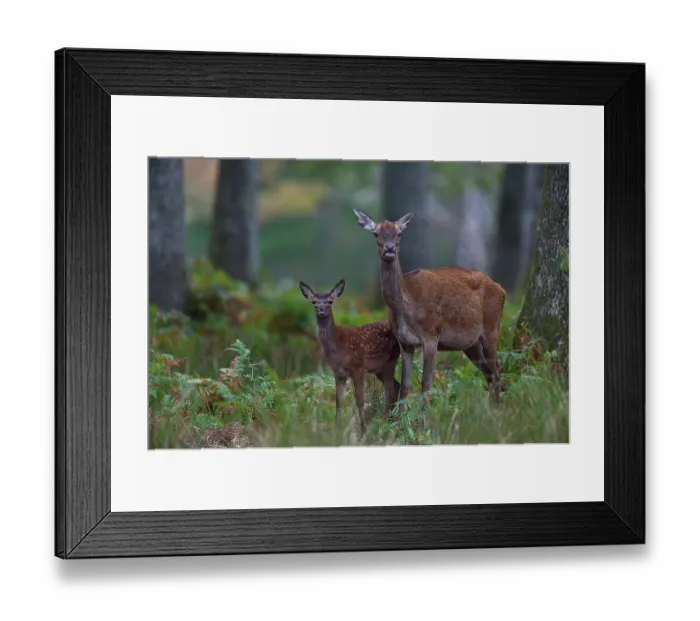 Framed Print : Red deer (Cervus elaphus) female and fawn in woodland, Yonne, Bourgogne-Franche-Comte, France. September Framed Print : Red deer (Cervus elaphus) female and fawn in woodland, Yonne, Bourgogne-Franche-Comte, France. September