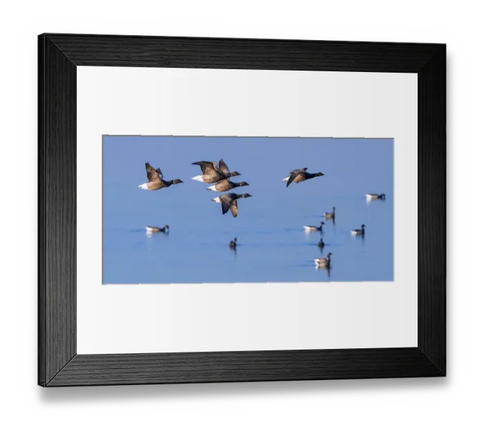 Framed Print : Brant geese (Branta bernicla) flock in flight and on water, Brouwersdam, Zeeland, Netherlands, North Sea. February Framed Print : Brant geese (Branta bernicla) flock in flight and on water, Brouwersdam, Zeeland, Netherlands, North Sea. February