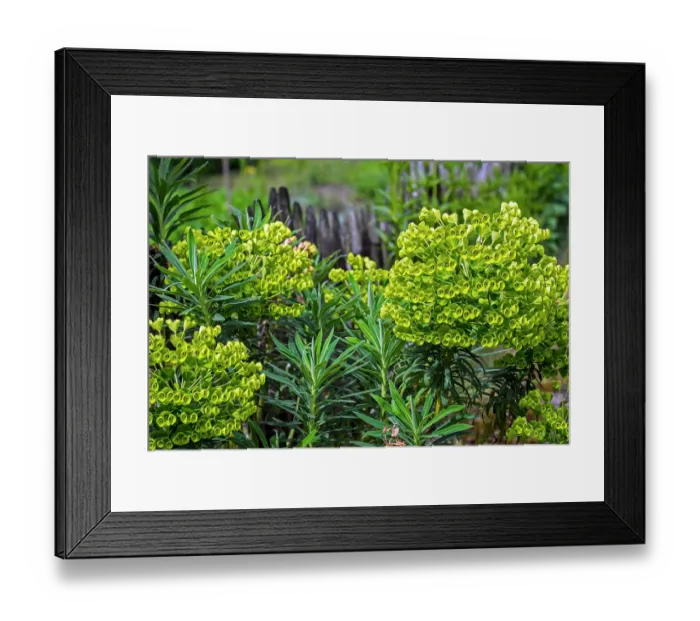 Framed Print : Mediterranean spurge (Euphorbia characias) in flower, evergreen shrub used in traditional medicine in herb garden, Flanders, Belgium. May Framed Print : Mediterranean spurge (Euphorbia characias) in flower, evergreen shrub used in traditional medicine in herb garden, Flanders, Belgium. May