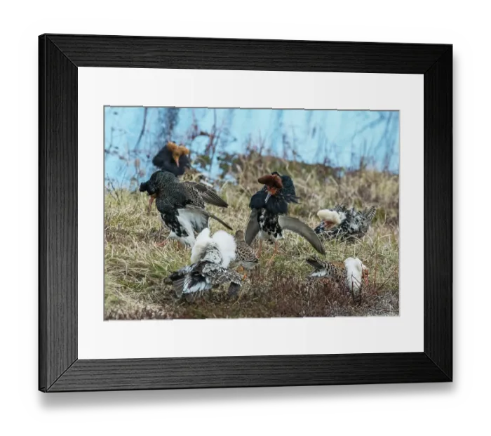 Framed Print : Group of Ruffs (Calidris pugnax) male, fighting at the lek over a female, Pokka, Finland, Lapland. May Framed Print : Group of Ruffs (Calidris pugnax) male, fighting at the lek over a female, Pokka, Finland, Lapland. May
