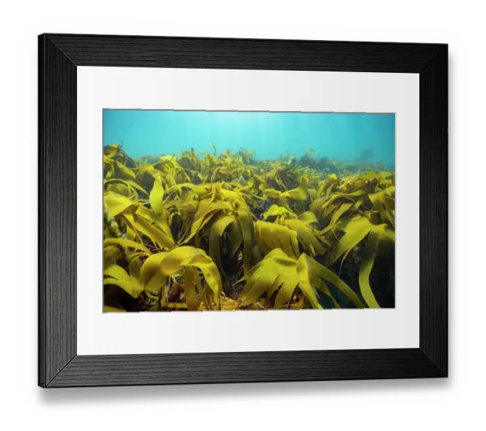 Framed Print : Golden kelp (Laminaria ochroleuca) forest, Lizard Peninsula, Cornwall, UK, Atlantic Ocean Framed Print : Golden kelp (Laminaria ochroleuca) forest, Lizard Peninsula, Cornwall, UK, Atlantic Ocean