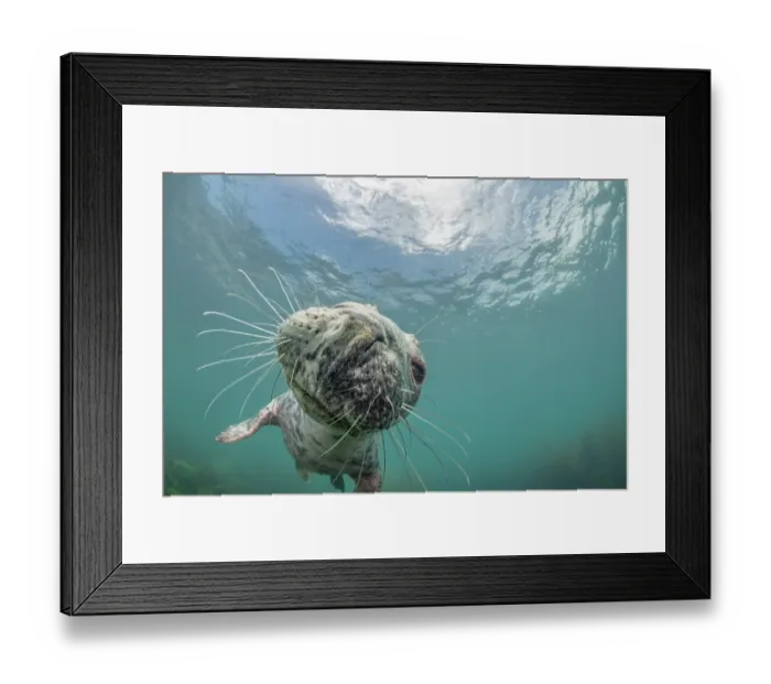 Framed Print : Grey seal (Halichoerus grypus) swimming in shallow water with blue sky above, Lundy Island, Bristol Channel, Devon, UK Framed Print : Grey seal (Halichoerus grypus) swimming in shallow water with blue sky above, Lundy Island, Bristol Channel, Devon, UK