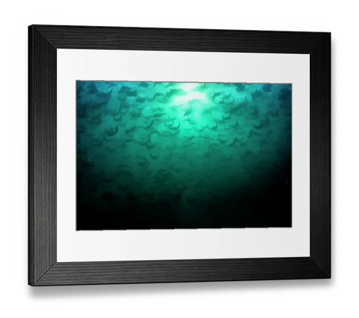 Framed Print : Munk's devil rays (Mobula munkiana) large shoal aggregating underwater, silhouetted in evening sunlight, La Ventana, Baja California, Mexico, Sea of Cortez Framed Print : Munk's devil rays (Mobula munkiana) large shoal aggregating underwater, silhouetted in evening sunlight, La Ventana, Baja California, Mexico, Sea of Cortez
