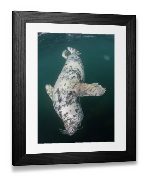 Framed Print : Grey seal (Halichoerus grypus) swimming downwards with Moon jellyfish (Aurelia aurita) in background, Lundy Island, Bristol Channel, Devon, UK Framed Print : Grey seal (Halichoerus grypus) swimming downwards with Moon jellyfish (Aurelia aurita) in background, Lundy Island, Bristol Channel, Devon, UK