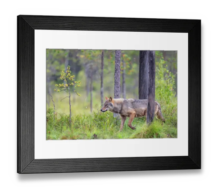 Framed Print : Eurasian wolf (Canis lupus) walking through forest in the rain, Kuikka camp, Kuhmo, Finland. August Framed Print : Eurasian wolf (Canis lupus) walking through forest in the rain, Kuikka camp, Kuhmo, Finland. August