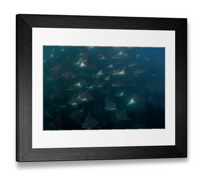 Framed Print : Munk's devil rays (Mobula munkiana) large shoal aggregating underwater, La Ventana, Baja California, Mexico, Sea of Cortez Framed Print : Munk's devil rays (Mobula munkiana) large shoal aggregating underwater, La Ventana, Baja California, Mexico, Sea of Cortez