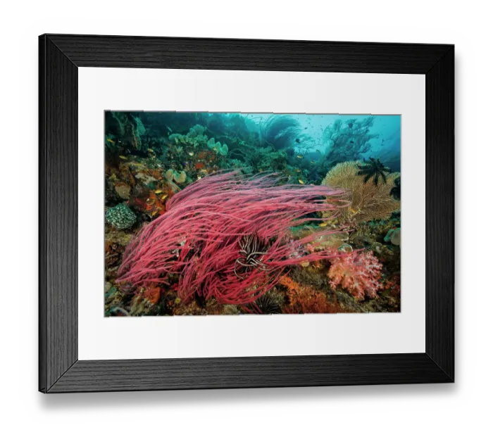 Framed Print : Red sea whips (Ellisella sp.), Yellow sea fan (Annella sp.), Soft corals (Dendronephthya sp.) and (Sarcophyton sp.) and Featherstars (Crinoidea) on coral reef, Raja Ampat Framed Print : Red sea whips (Ellisella sp.), Yellow sea fan (Annella sp.), Soft corals (Dendronephthya sp.) and (Sarcophyton sp.) and Featherstars (Crinoidea) on coral reef, Raja Ampat