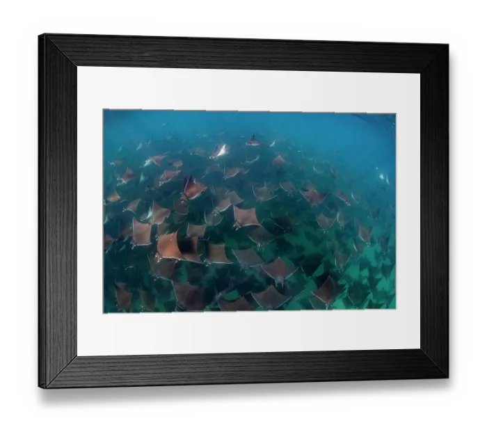 Framed Print : Munk's devil rays (Mobula munkiana) large shoal aggregating underwater, La Ventana, Baja California, Mexico, Sea of Cortez Framed Print : Munk's devil rays (Mobula munkiana) large shoal aggregating underwater, La Ventana, Baja California, Mexico, Sea of Cortez