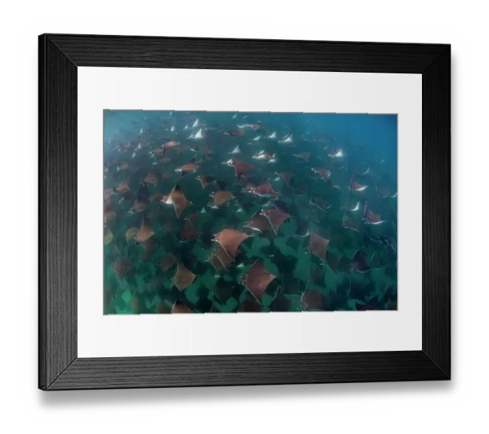 Framed Print : Munk's devil rays (Mobula munkiana) large shoal aggregating underwater, La Ventana, Baja California, Mexico, Sea of Cortez Framed Print : Munk's devil rays (Mobula munkiana) large shoal aggregating underwater, La Ventana, Baja California, Mexico, Sea of Cortez