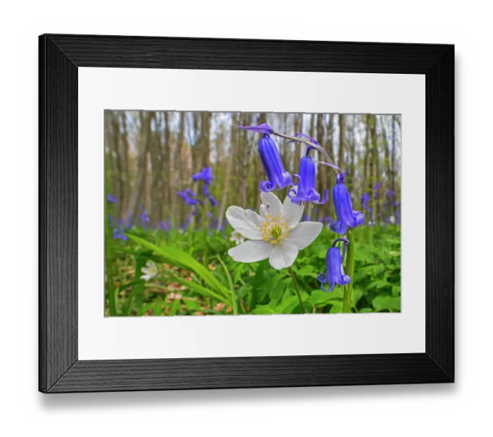 Framed Print : Wood anemone (Anemone nemorosaa) and Bluebells (Hyacinthoides non-scripta) in flower in beech forest in spring, Flanders, Belgium. April Framed Print : Wood anemone (Anemone nemorosaa) and Bluebells (Hyacinthoides non-scripta) in flower in beech forest in spring, Flanders, Belgium. April