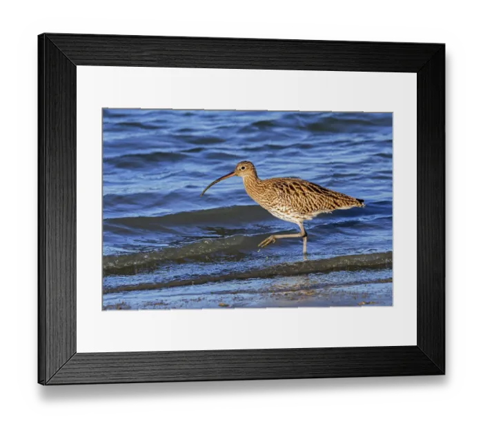Framed Print : Common curlew (Numenius arquata) foraging in shallow water in saltmarsh along the North Sea coast in early spring, Zeeland, Netherlands. March Framed Print : Common curlew (Numenius arquata) foraging in shallow water in saltmarsh along the North Sea coast in early spring, Zeeland, Netherlands. March