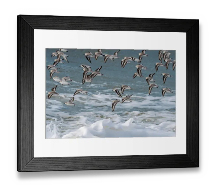 Framed Print : Sanderlings (Calidris alba) flock in flight over stormy sea, Zeeland, Netherlands, North Sea. March