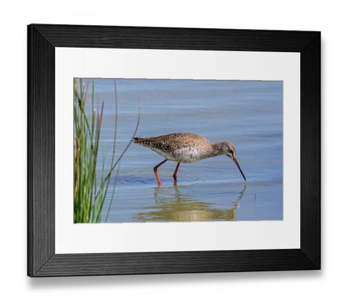 Framed Print : Spotted redshank (Tringa erythropus) foraging for small invertebrates in shallow water along pond shore in wetland, Zeeland, Netherlands. April Framed Print : Spotted redshank (Tringa erythropus) foraging for small invertebrates in shallow water along pond shore in wetland, Zeeland, Netherlands. April
