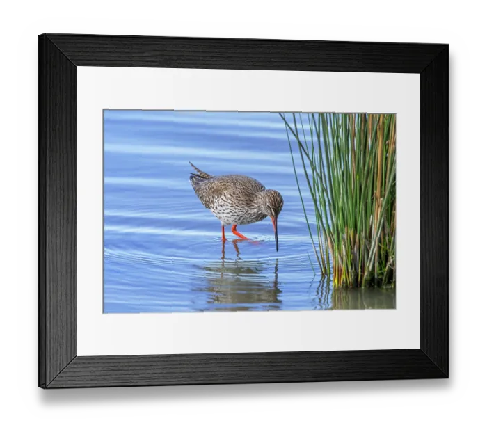 Framed Print : Common redshank (Tringa totanus) in breeding plumage foraging for small invertebrates in shallow water along pond shore in wetland, Zeeland, Netherlands. April