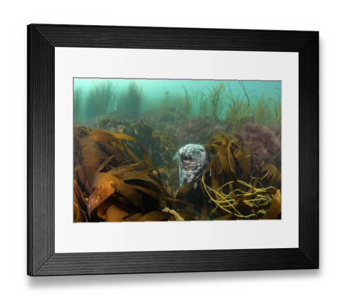 Framed Print : Grey seal (Halichoerus grypus) resting among Golden kelp forest (Laminaria ochroleuca), Lundy Island, Bristol Channel, Devon, UK Framed Print : Grey seal (Halichoerus grypus) resting among Golden kelp forest (Laminaria ochroleuca), Lundy Island, Bristol Channel, Devon, UK