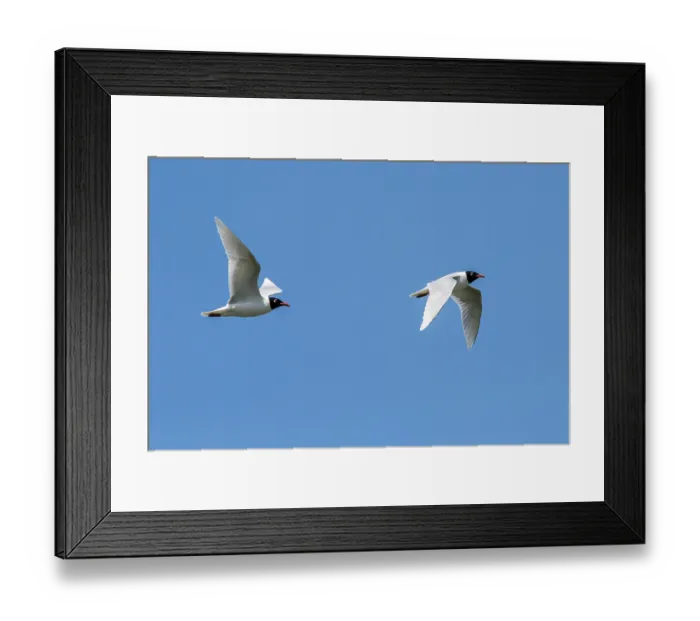 Framed Print : Two Mediterranean gulls (Ichthyaetus melanocephalus) in breeding plumage in flight against blue sky, Zeeland, Netherlands. May