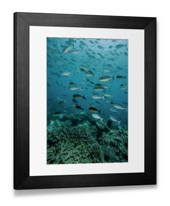 Framed Print : Sleek unicornfish (Naso hexacanthus) aggregation feeding on zooplankton above coral reef with Branching hard corals (Acropora sp.), Raja Ampat, Indonesia, Pacific Ocean Framed Print : Sleek unicornfish (Naso hexacanthus) aggregation feeding on zooplankton above coral reef with Branching hard corals (Acropora sp.), Raja Ampat, Indonesia, Pacific Ocean