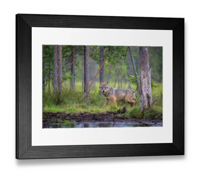 Framed Print : Eurasian wolf (Canis lupus) walking along edge of forest pool, Kuikka camp, Kuhmo, Finland. August Framed Print : Eurasian wolf (Canis lupus) walking along edge of forest pool, Kuikka camp, Kuhmo, Finland. August