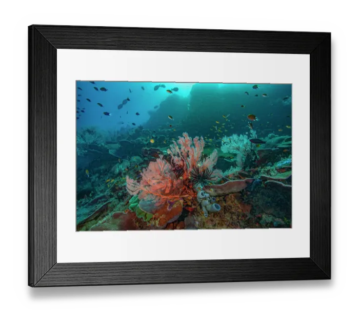Framed Print : Gorgonian sea fans (Melithaea sp.), Hard corals (Scleractinia), Grey tube sponges (Porifera), Feather stars (Crinoidea), Damselfish (Pomacentridae), Anthias (Anthias sp.) Framed Print : Gorgonian sea fans (Melithaea sp.), Hard corals (Scleractinia), Grey tube sponges (Porifera), Feather stars (Crinoidea), Damselfish (Pomacentridae), Anthias (Anthias sp.)