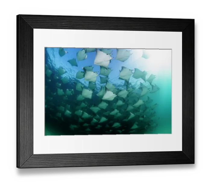 Framed Print : Munk's devil rays (Mobula munkiana) large shoal aggregating underwater, La Ventana, Baja California, Mexico, Sea of Cortez Framed Print : Munk's devil rays (Mobula munkiana) large shoal aggregating underwater, La Ventana, Baja California, Mexico, Sea of Cortez