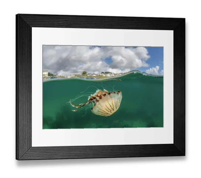 Framed Print : Split level view of Compass jellyfish (Chrysaora hysoscella) drifting just below surface with Falmouth town in background, Falmouth, Cornwall, UK, Atlantic Ocean Framed Print : Split level view of Compass jellyfish (Chrysaora hysoscella) drifting just below surface with Falmouth town in background, Falmouth, Cornwall, UK, Atlantic Ocean