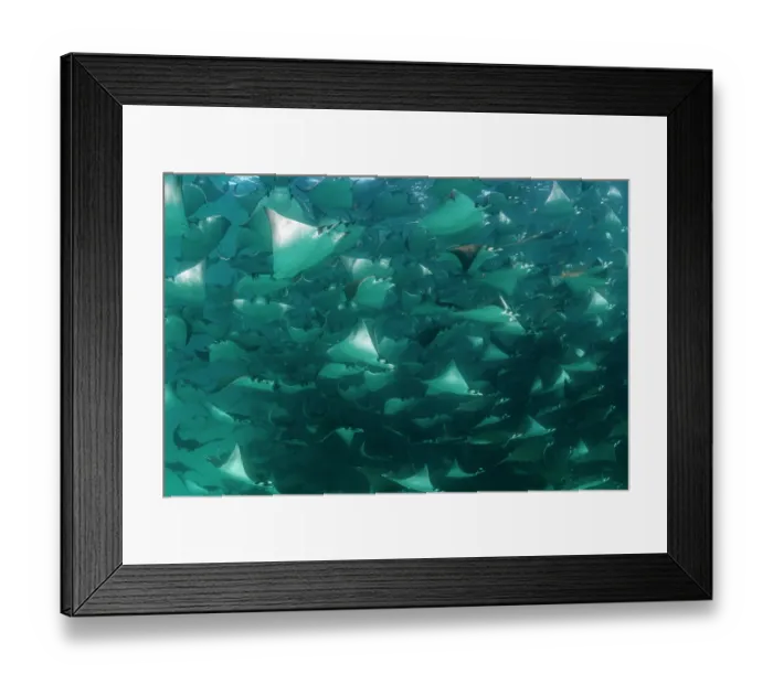 Framed Print : Munk's devil rays (Mobula munkiana) large shoal aggregating underwater, La Ventana, Baja California, Mexico, Sea of Cortez Framed Print : Munk's devil rays (Mobula munkiana) large shoal aggregating underwater, La Ventana, Baja California, Mexico, Sea of Cortez