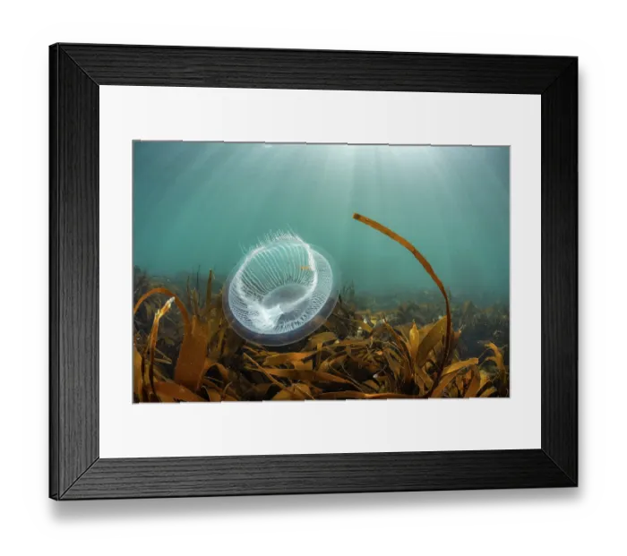 Framed Print : Crystal jellyfish (Aequorea victoria) floating above Golden Kelp forest (Laminaria ochroleuca) Lundy Island, Bristol Channel, Devon, UK Framed Print : Crystal jellyfish (Aequorea victoria) floating above Golden Kelp forest (Laminaria ochroleuca) Lundy Island, Bristol Channel, Devon, UK
