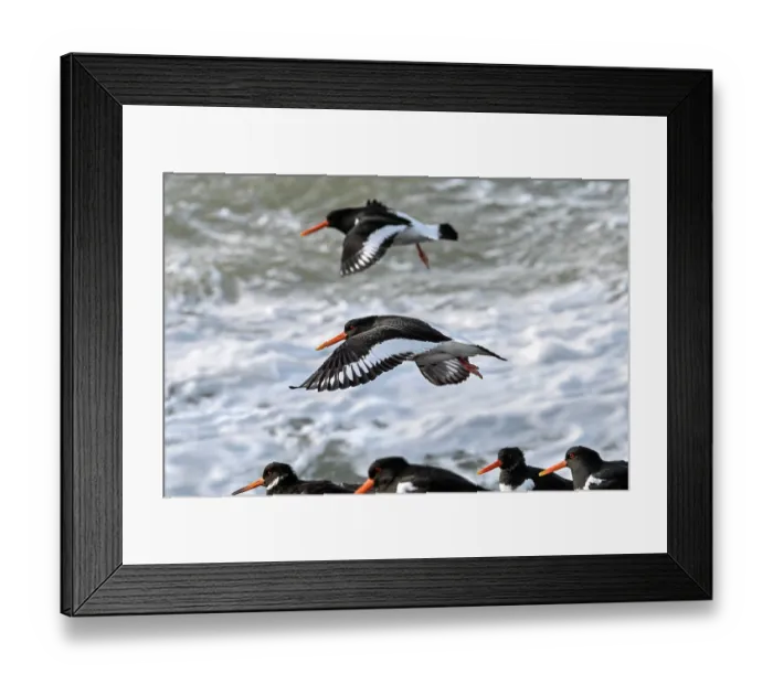Framed Print : Two Eurasian oystercatchers (Haematopus ostralegus) landing among flock resting on beach along the North Sea coast in spring, Brouwersdam, Zeeland, Netherlands. March Framed Print : Two Eurasian oystercatchers (Haematopus ostralegus) landing among flock resting on beach along the North Sea coast in spring, Brouwersdam, Zeeland, Netherlands. March