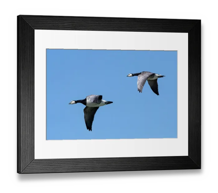 Framed Print : Two Barnacle geese (Branta leucopsis) in flight against blue sky, Zeeland, Netherlands. May Framed Print : Two Barnacle geese (Branta leucopsis) in flight against blue sky, Zeeland, Netherlands. May