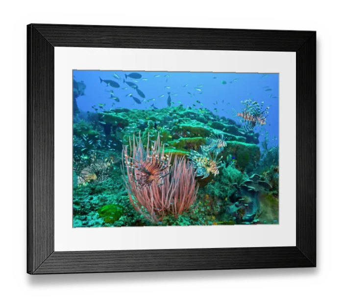 Framed Print : Five Red lionfish (Pterois volitans) hunting cooperatively over coral reef with Red sea whip colony (Ellisella sp.) in foreground and reef fish, Raja Ampat, Indonesia Framed Print : Five Red lionfish (Pterois volitans) hunting cooperatively over coral reef with Red sea whip colony (Ellisella sp.) in foreground and reef fish, Raja Ampat, Indonesia
