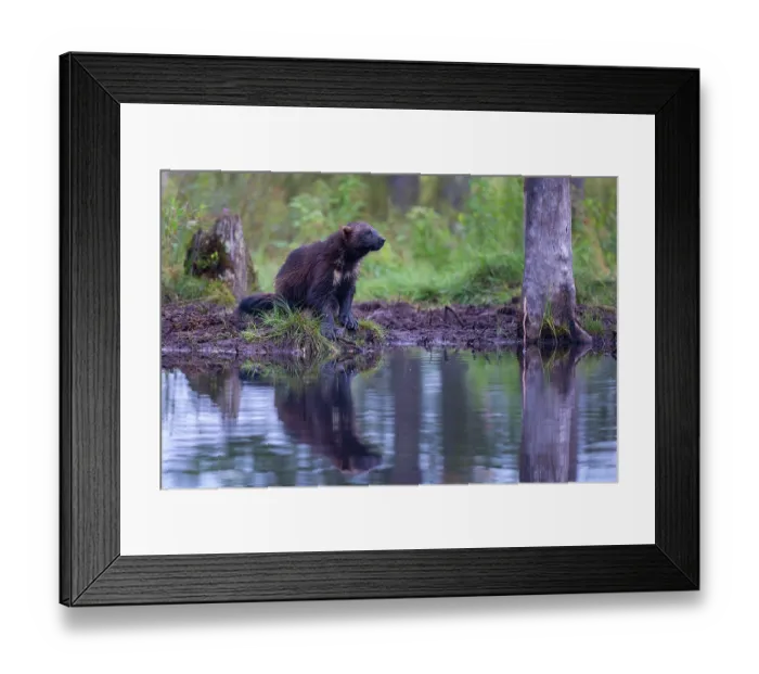 Framed Print : Wolverine (Gulo gulo) sitting at edge of forest pool, Kuikka camp, Kuhmo, Finland. August Framed Print : Wolverine (Gulo gulo) sitting at edge of forest pool, Kuikka camp, Kuhmo, Finland. August