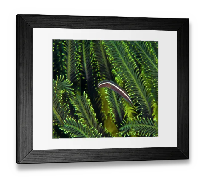 Framed Print : Crinoid clingfish (Discotrema crinophila) living among the arms of Feather star (Crinoidea), Ambon, Indonesia, Pacific Ocean Framed Print : Crinoid clingfish (Discotrema crinophila) living among the arms of Feather star (Crinoidea), Ambon, Indonesia, Pacific Ocean