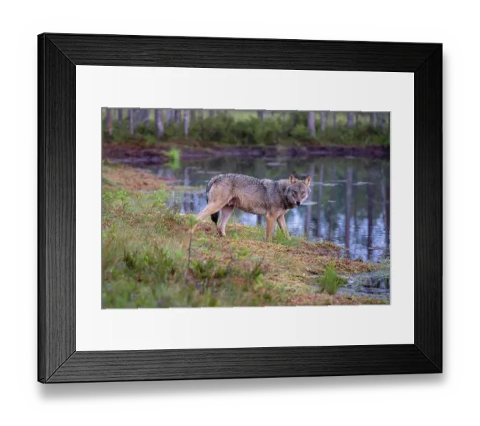 Framed Print : Eurasian wolf (Canis lupus) standing at edge of forest pool, Kuikka camp, Kuhmo, Finland. August Framed Print : Eurasian wolf (Canis lupus) standing at edge of forest pool, Kuikka camp, Kuhmo, Finland. August