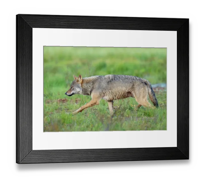 Framed Print : Eurasian wolf (Canis lupus) walking over marshy ground, Kuikka camp, Kuhmo, Finland. August Framed Print : Eurasian wolf (Canis lupus) walking over marshy ground, Kuikka camp, Kuhmo, Finland. August