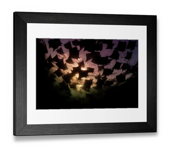 Framed Print : Munk's devil rays (Mobula munkiana) large shoal aggregating underwater, silhouetted in evening sunlight, La Ventana, Baja California, Mexico, Sea of Cortez Framed Print : Munk's devil rays (Mobula munkiana) large shoal aggregating underwater, silhouetted in evening sunlight, La Ventana, Baja California, Mexico, Sea of Cortez