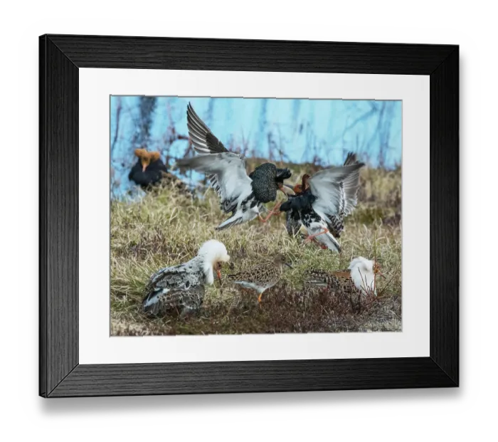 Framed Print : Group of Ruffs (Calidris pugnax) male, fighting at the lek over a female, Pokka, Finland, Lapland. May Framed Print : Group of Ruffs (Calidris pugnax) male, fighting at the lek over a female, Pokka, Finland, Lapland. May