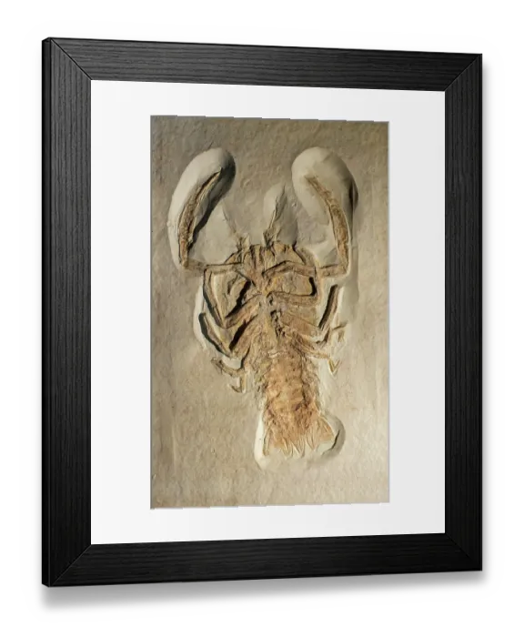 Framed Print : Cyclerion propinquus fossil, extinct genus of decapod crustaceans, epifaunal carnivores which lived during the Jurassic period. May, 2023 Framed Print : Cyclerion propinquus fossil, extinct genus of decapod crustaceans, epifaunal carnivores which lived during the Jurassic period. May, 2023