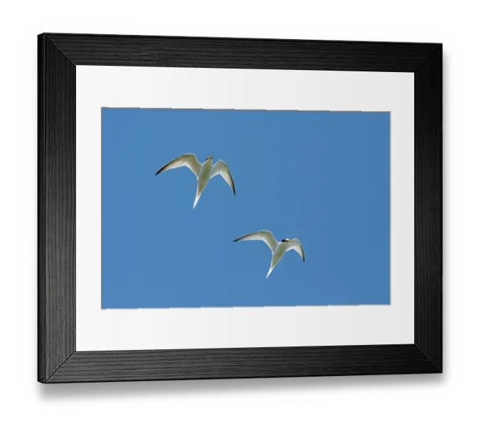 Framed Print : Two Little terns (Sternula albifrons) in breeding plumage in flight against blue sky, Zeeland, Netherlands. May Framed Print : Two Little terns (Sternula albifrons) in breeding plumage in flight against blue sky, Zeeland, Netherlands. May