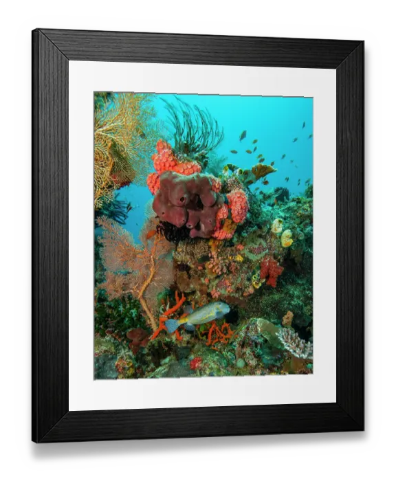 Framed Print : Coral reef scene with Yellow boxfish (Ostracion cubicus), orange Cup corals (Dendrophyllia sp.), Branching hard corals (Acropora sp.), Sea fans (Melithaea sp.) Framed Print : Coral reef scene with Yellow boxfish (Ostracion cubicus), orange Cup corals (Dendrophyllia sp.), Branching hard corals (Acropora sp.), Sea fans (Melithaea sp.)