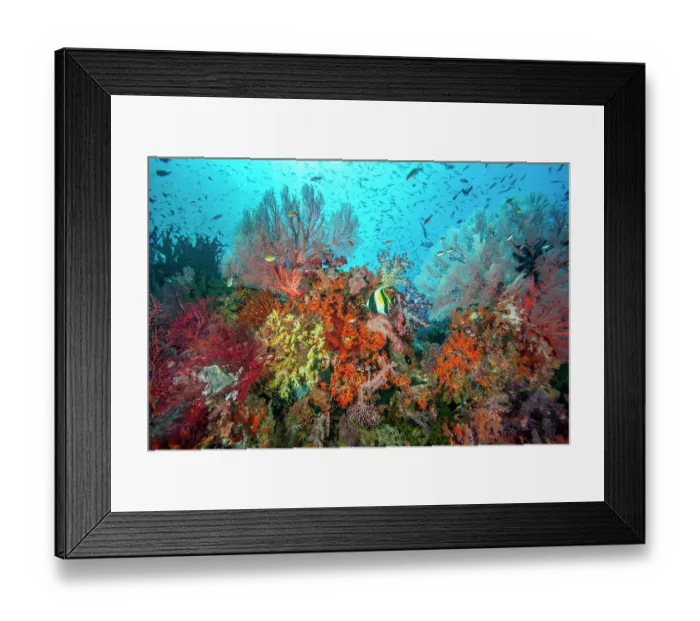 Framed Print : Moorish idol (Zanclus cornutus) swimming past a reef covered with Coral sea fans including (Melithaea sp.) and (Pseudopterogorgia sp.), Soft corals (Dendronephthya sp) Framed Print : Moorish idol (Zanclus cornutus) swimming past a reef covered with Coral sea fans including (Melithaea sp.) and (Pseudopterogorgia sp.), Soft corals (Dendronephthya sp)