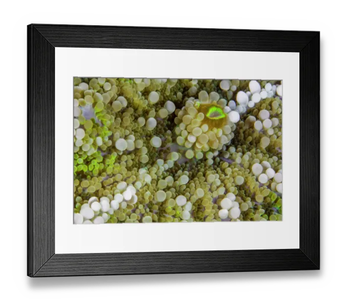 Framed Print : An unidentified Corallimorpharian (Corallimorpharia) close up, Ambon, Indonesia, Pacific Ocean Framed Print : An unidentified Corallimorpharian (Corallimorpharia) close up, Ambon, Indonesia, Pacific Ocean