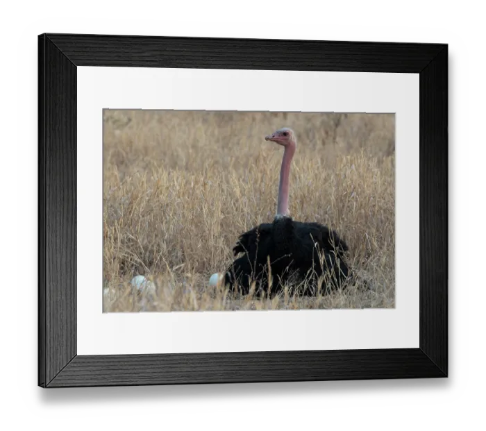 Framed Print : Masai ostrich (Struthio camelus massaicus) male, sitting on nest incubating eggs, Tarangire National Park, Tanzania Framed Print : Masai ostrich (Struthio camelus massaicus) male, sitting on nest incubating eggs, Tarangire National Park, Tanzania