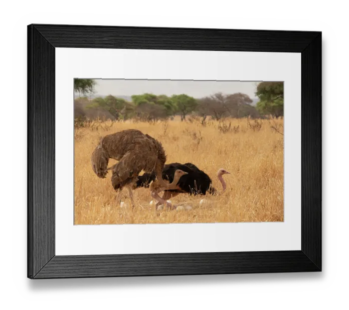 Framed Print : Masai ostriches (Struthio camelus massaicus) pair at nest, incubation changeover, male to female, Tarangire National Park Tanzania Framed Print : Masai ostriches (Struthio camelus massaicus) pair at nest, incubation changeover, male to female, Tarangire National Park Tanzania