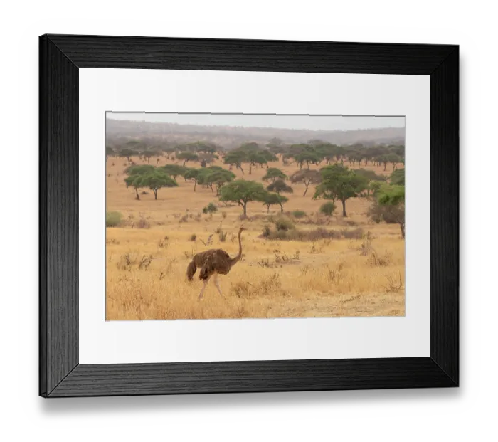 Framed Print : Masai ostrich (Struthio camelus massaicus) female, walking towards nest site, Tarangire National Park, Tanzania Framed Print : Masai ostrich (Struthio camelus massaicus) female, walking towards nest site, Tarangire National Park, Tanzania