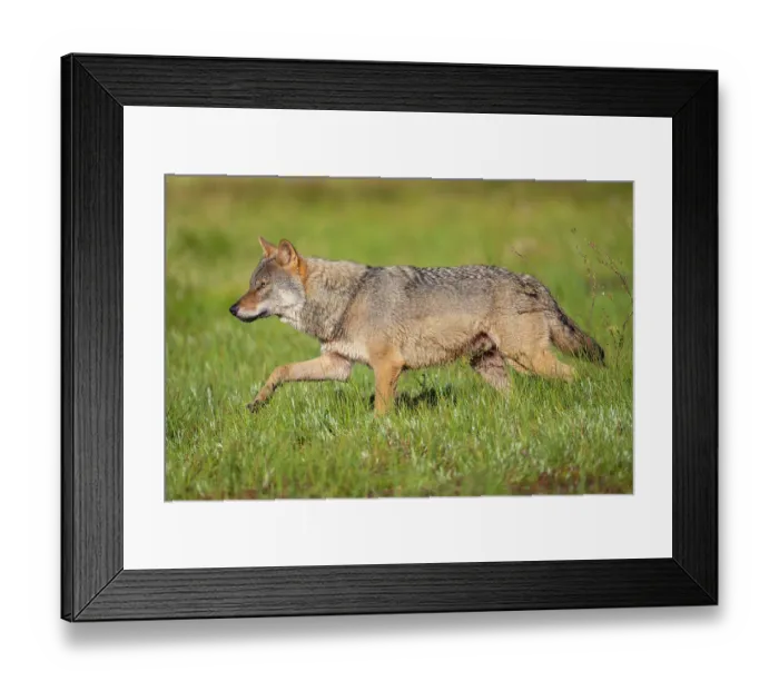 Framed Print : Eurasian wolf (Canis lupus) walking over marshy ground, Kuikka camp, Kuhmo, Finland. August Framed Print : Eurasian wolf (Canis lupus) walking over marshy ground, Kuikka camp, Kuhmo, Finland. August