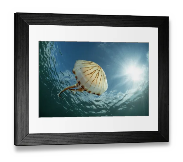 Framed Print : Compass jellyfish (Chrysaora hysoscella) drifting close to surface with bright sunshine and blue sky above, Falmouth, Cornwall, UK, Atlantic Ocean Framed Print : Compass jellyfish (Chrysaora hysoscella) drifting close to surface with bright sunshine and blue sky above, Falmouth, Cornwall, UK, Atlantic Ocean