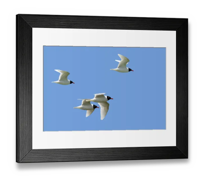 Framed Print : Four Mediterranean gulls (Ichthyaetus melanocephalus) in breeding plumage in flight against blue sky, Zeeland, Netherlands. May Framed Print : Four Mediterranean gulls (Ichthyaetus melanocephalus) in breeding plumage in flight against blue sky, Zeeland, Netherlands. May
