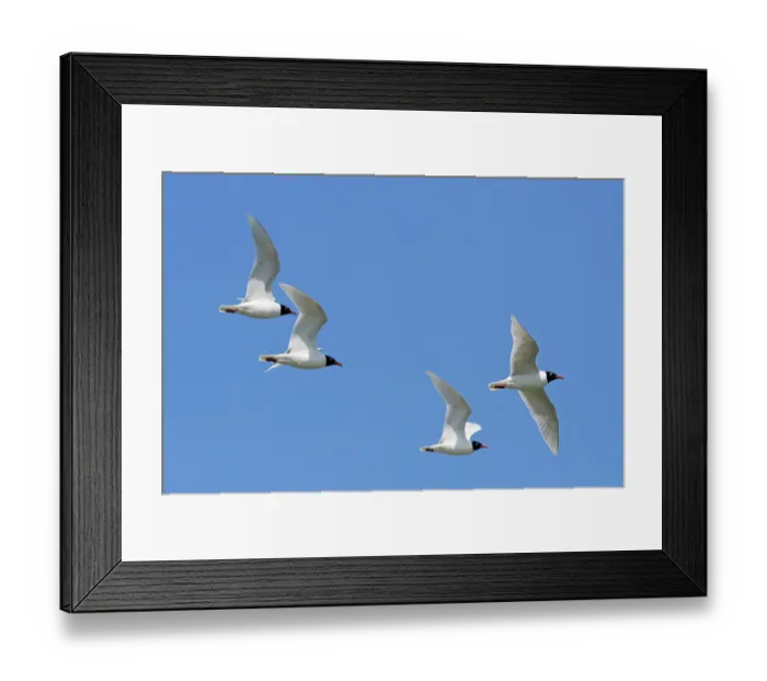 Framed Print : Four Mediterranean gulls (Ichthyaetus melanocephalus) in breeding plumage in flight against blue sky, Zeeland, Netherlands. May Framed Print : Four Mediterranean gulls (Ichthyaetus melanocephalus) in breeding plumage in flight against blue sky, Zeeland, Netherlands. May